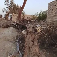 کند فروشی