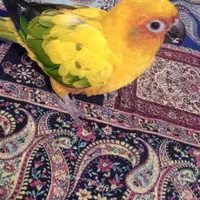 طوطی خورشیدی ( سان کانور)|پرنده|تهران, شوش|دیوار