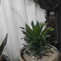 گل با گلدان فروشی|گل و گیاه طبیعی|چناران, |دیوار