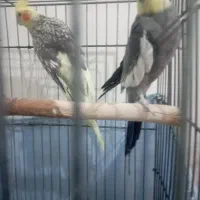 جفت نروماده مولد