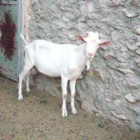 نر بز سانن