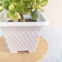 گل یشم ابلق بونسای قیمت ۱۵۰هزارتومان