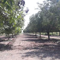 سرایدار که کار باغبانی وارد باشه نیازمندم