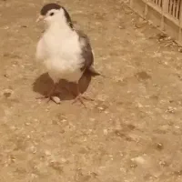 کبوتر پرشی|پرنده|قوچان, |دیوار