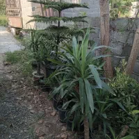 یوکا سرشاخه و بنسای|گل و گیاه طبیعی|رودسر, |دیوار