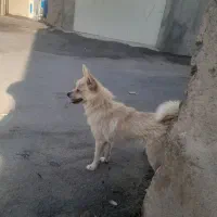 کوا|سگ|اسدآباد, |دیوار