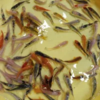 63 تا ماهی کوی فقط 1600