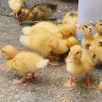جوجه اردک اصلاح نژادی پکنی  و محلی ۷ روزه
