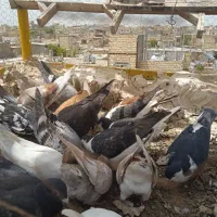 کفتر جوجه