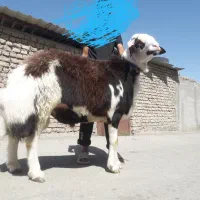 قوچ شیشک قوچ بروجردی پلنگی