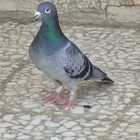 نر عراق