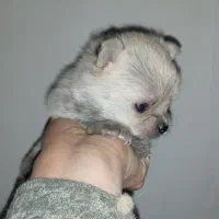 توله تخفیف آخری