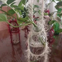 گل های زیبا