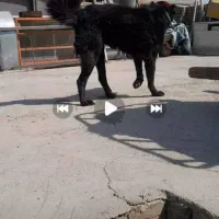 گمشده|سگ|عسگران, |دیوار