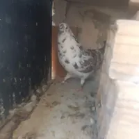 کبوتر