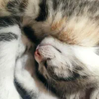 بچه گربه یک ماهه و نیمه