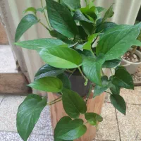 گل و گیاه آپارتمانی