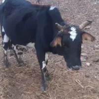 گاو ابستن (شکم دار)|حیوانات مزرعه|رودبار, |دیوار