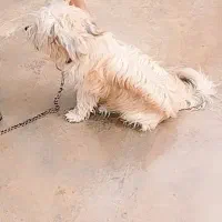 سگ گلدن تریر پاکوتاه پشمالو کرمی