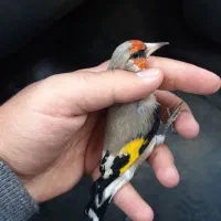 سقا.سهره کرمونی منطقه بافت|پرنده|کرمان, |دیوار