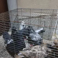 کبوتر سیاه بوشهری سینه باشه ای|پرنده|بوشهر, |دیوار