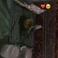 عروس باریس سوسنگرد