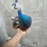 فروش طاووس هندی و مصری