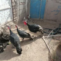 2بوغلمون نر و2تاماده و2تا خروس مینیا توری|حیوانات مزرعه|مه ولات, |دیوار