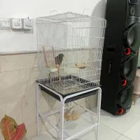 مینا سخنگو با لوازم|پرنده|نیشابور, ده حلاج|دیوار