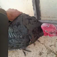 بوقلمون طبیعی|حیوانات مزرعه|اهر, |دیوار