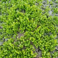 نشای کاهو بذر خوب