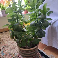 گل با گلدان|گل و گیاه طبیعی|سارال, |دیوار