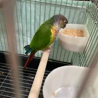 گیرینچیک|پرنده|نظرآباد, رسالت|دیوار