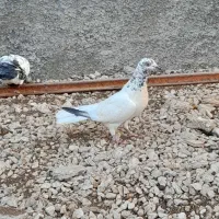 کبوتر جوان|پرنده|لامرد, |دیوار