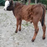 گوساله نر  سیمینتال گاو نر ورزا