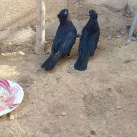 کبوتر صرب یا زاغ ابادانی|پرنده|تاکستان, |دیوار