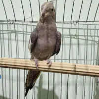 عروس هلندی ماده|پرنده|کازرون, |دیوار