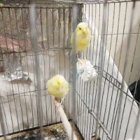 قناری ماده|پرنده|مسجد سلیمان, |دیوار