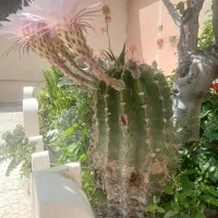 گل کاکتوس|گل و گیاه طبیعی|منجیل, |دیوار