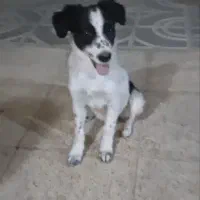 سگ گمشده