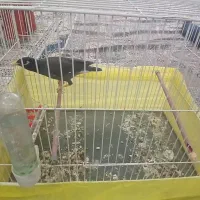 مرغ مینا ۸ماهه اماده
