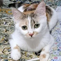 واگذاری گربه ماده دی اس اچ