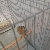 سهره تازه صاف شروع به خواندن|پرنده|همدان, |دیوار