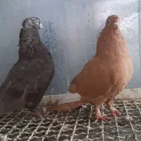 کفتر بهبهانی خوب ارزون|پرنده|شیراز, تاچارا|دیوار