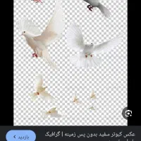 پرنده فروشی