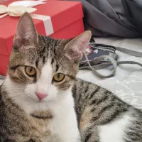 واگذاری گربه|گربه|رشت, نیکمرام|دیوار