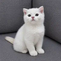 توله گربه اسکاتیش فولد