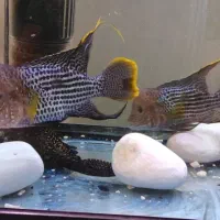 ماهی گرینتیلور AAA|ماهی|تهران, جوادیه تهرانپارس|دیوار