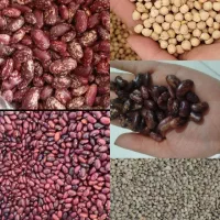 لوبیا قرمز و چیتی