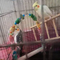 پرنده|پرنده|نسیم‌شهر, |دیوار